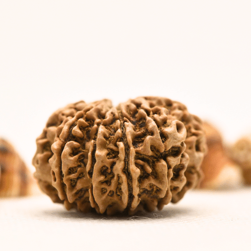 10 Mukhi Nepali Rudraksha - Collector