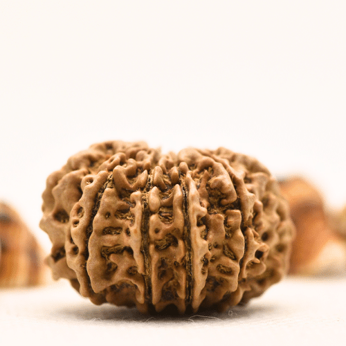 10 Mukhi Nepali Rudraksha - Collector
