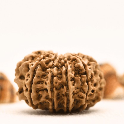 10 Mukhi Nepali Rudraksha - Collector