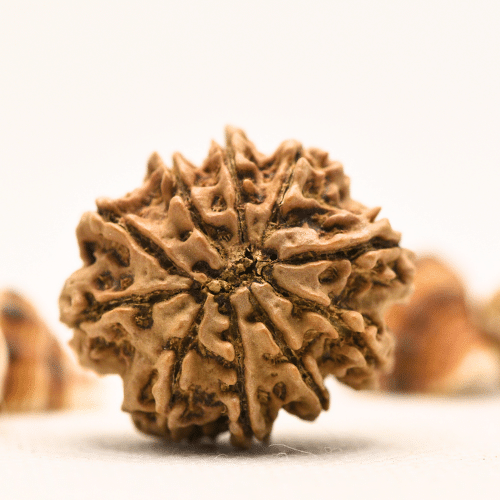 10 Mukhi Nepali Rudraksha - Collector