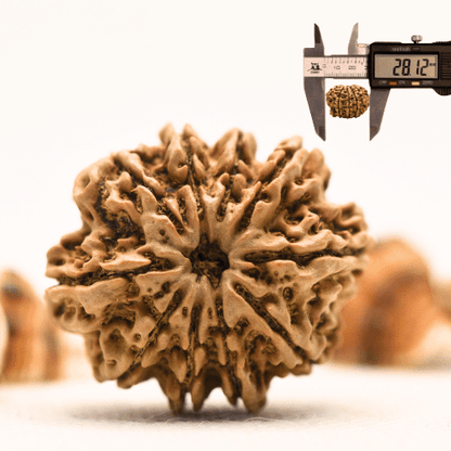 10 Mukhi Nepali Rudraksha - Collector