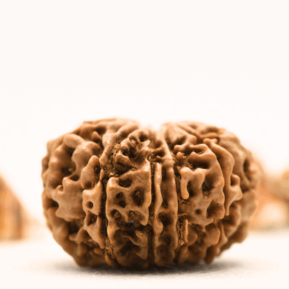 10 Mukhi Nepali Rudraksha - Collector