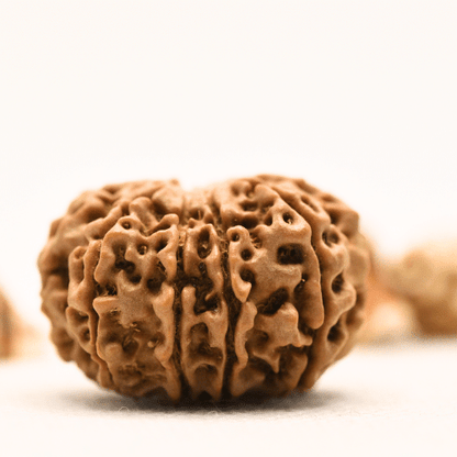 10 Mukhi Nepali Rudraksha - Collector