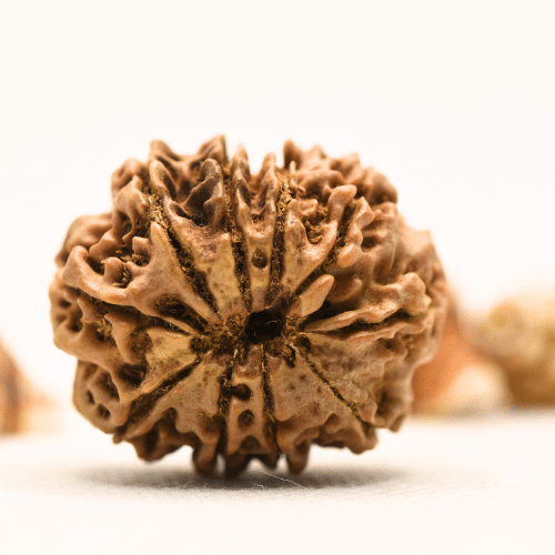 10 Mukhi Nepali Rudraksha - Collector