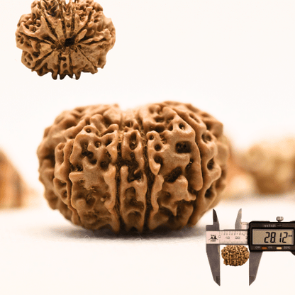 10 Mukhi Nepali Rudraksha - Collector