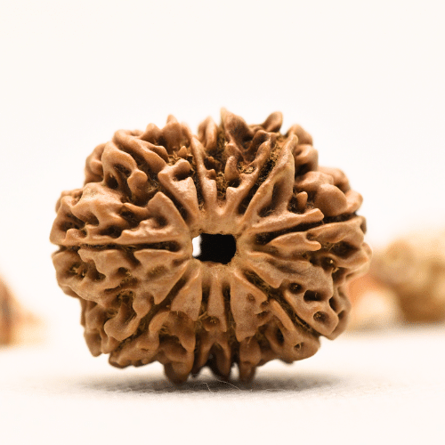 10 Mukhi Nepali Rudraksha - Collector