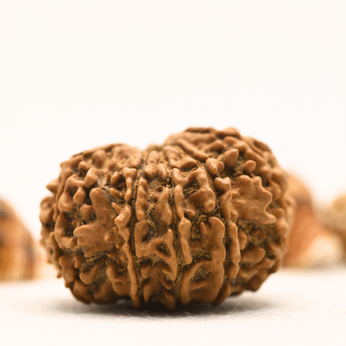 10 Mukhi Nepali Rudraksha - Collector