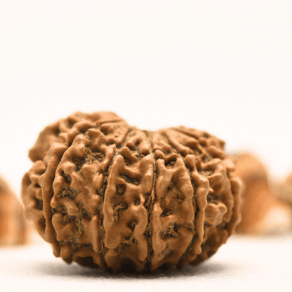 10 Mukhi Nepali Rudraksha - Collector