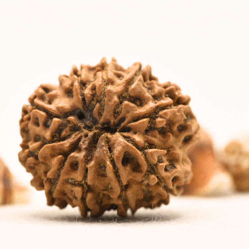 10 Mukhi Nepali Rudraksha - Collector