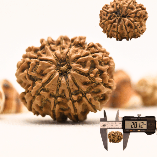 10 Mukhi Nepali Rudraksha - Collector