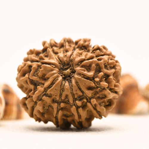 10 Mukhi Nepali Rudraksha - Collector