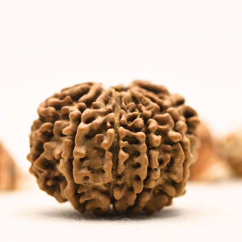 10 Mukhi Nepali Rudraksha - Collector