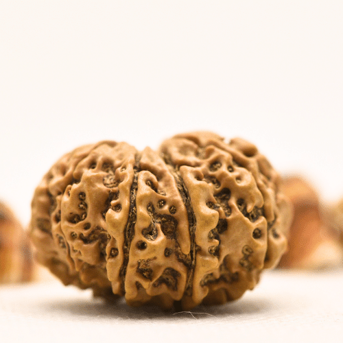 10 Mukhi Nepali Rudraksha - Collector