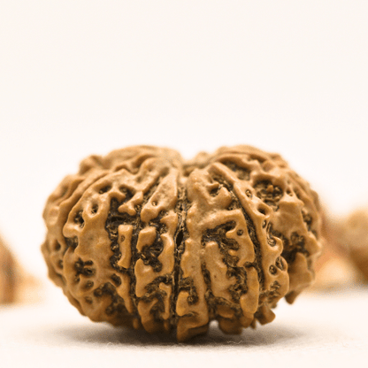 10 Mukhi Nepali Rudraksha - Collector