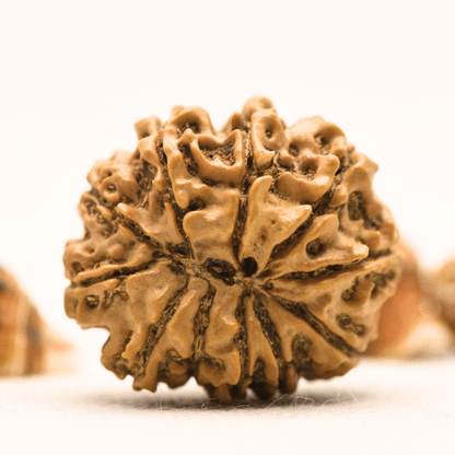 10 Mukhi Nepali Rudraksha - Collector