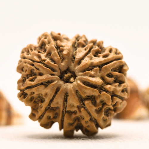 10 Mukhi Nepali Rudraksha - Collector