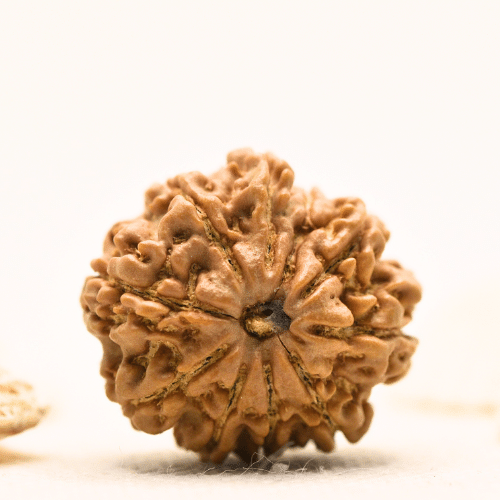 10 Mukhi Nepali Rudraksha - Large