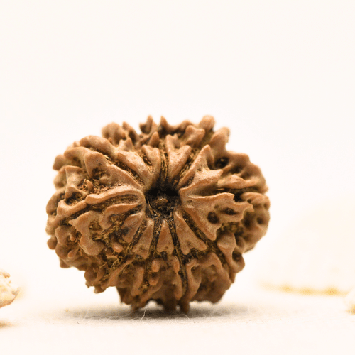 10 Mukhi Nepali Rudraksha - Large