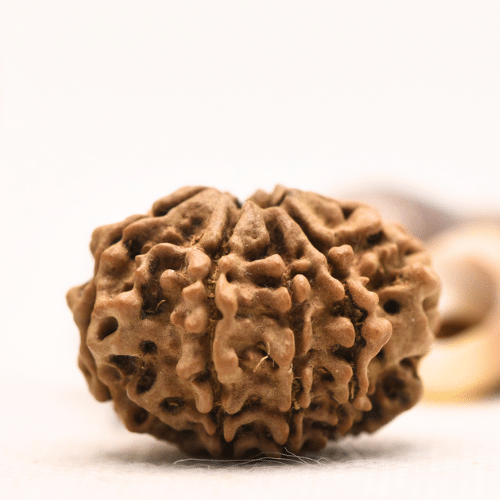 10 Mukhi Nepali Rudraksha - Regular