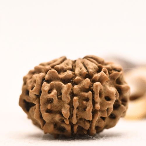10 Mukhi Nepali Rudraksha - Regular