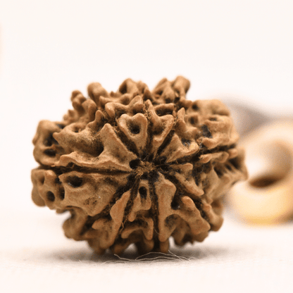 10 Mukhi Nepali Rudraksha - Regular