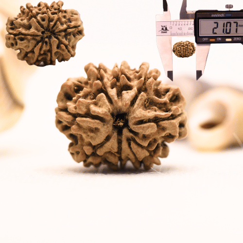 10 Mukhi Nepali Rudraksha - Regular