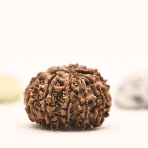10 Mukhi Nepali Rudraksha - Regular