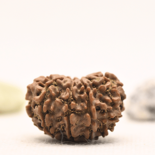 10 Mukhi Nepali Rudraksha - Regular