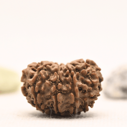 10 Mukhi Nepali Rudraksha - Regular