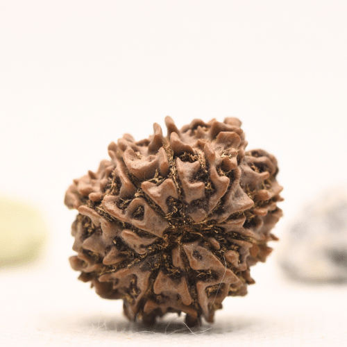 10 Mukhi Nepali Rudraksha - Regular