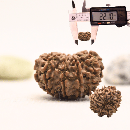10 Mukhi Nepali Rudraksha - Regular