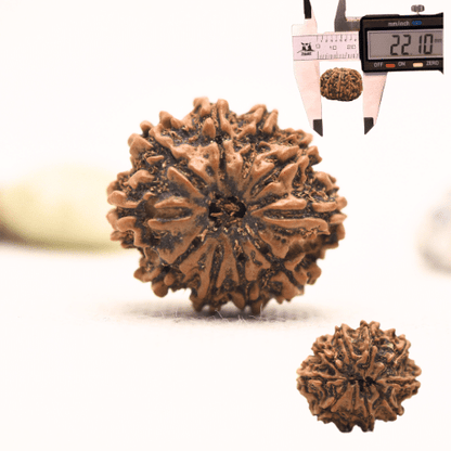 10 Mukhi Nepali Rudraksha - Regular