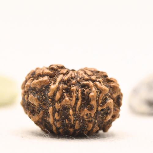 10 Mukhi Nepali Rudraksha - Regular
