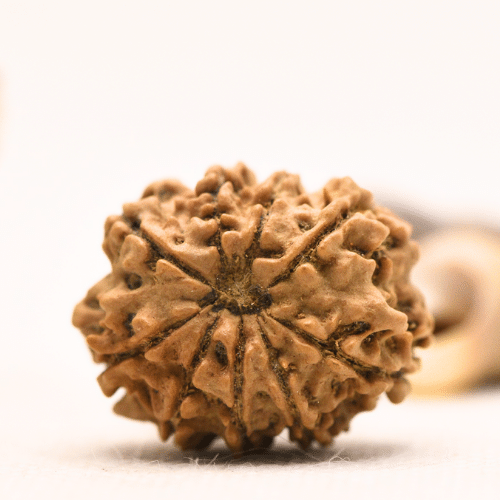 10 Mukhi Nepali Rudraksha - Regular
