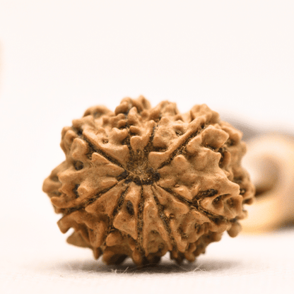 10 Mukhi Nepali Rudraksha - Regular