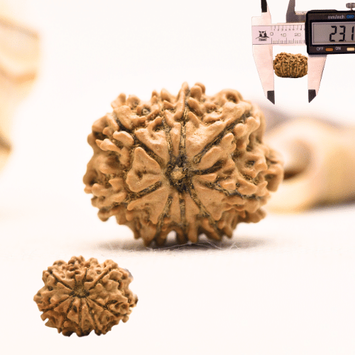 10 Mukhi Nepali Rudraksha - Regular