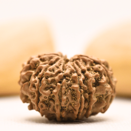 10 Mukhi Nepali Rudraksha - Super Collector