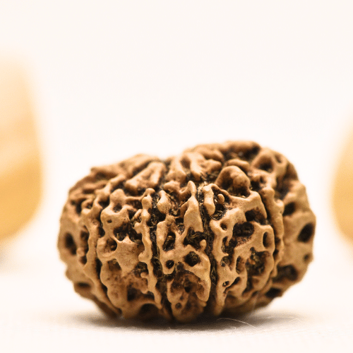 10 Mukhi Nepali Rudraksha - Super Collector