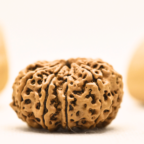 10 Mukhi Nepali Rudraksha - Super Collector