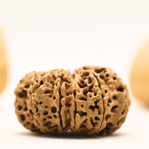 10 Mukhi Nepali Rudraksha - Super Collector