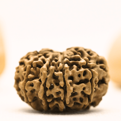 10 Mukhi Nepali Rudraksha - Super Collector