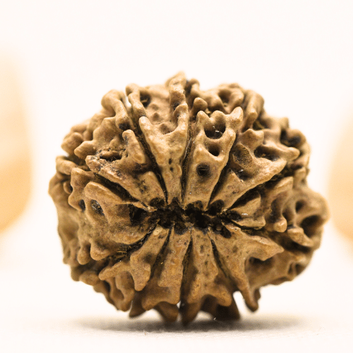 10 Mukhi Nepali Rudraksha - Super Collector