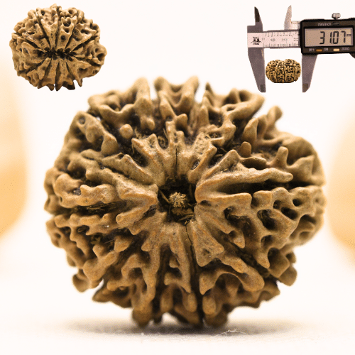 10 Mukhi Nepali Rudraksha - Super Collector