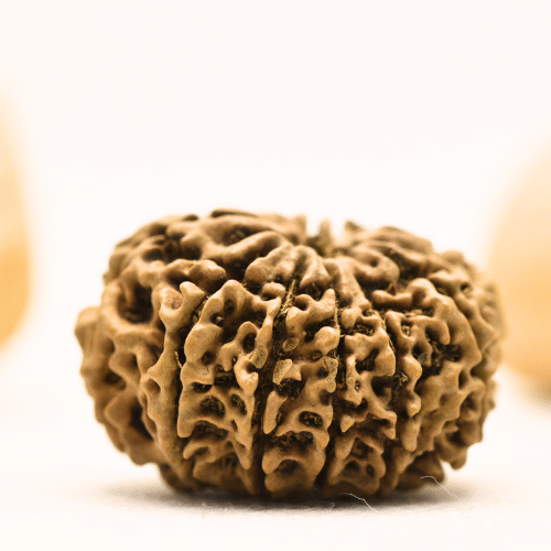 10 Mukhi Nepali Rudraksha - Super Collector