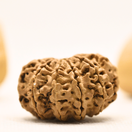 10 Mukhi Nepali Rudraksha - Super Collector