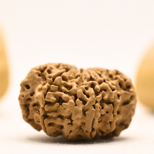 10 Mukhi Nepali Rudraksha - Super Collector