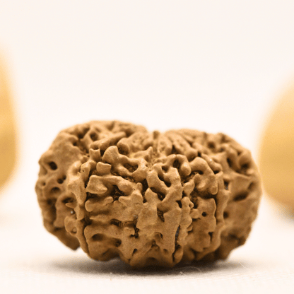 10 Mukhi Nepali Rudraksha - Super Collector