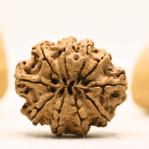 10 Mukhi Nepali Rudraksha - Super Collector