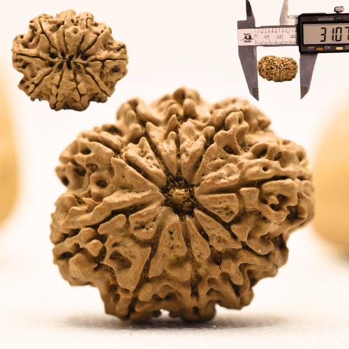 10 Mukhi Nepali Rudraksha - Super Collector