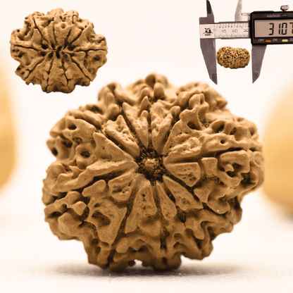 10 Mukhi Nepali Rudraksha - Super Collector
